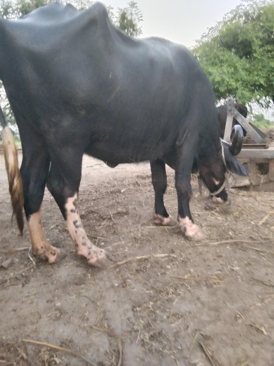 થંબનેલ 2