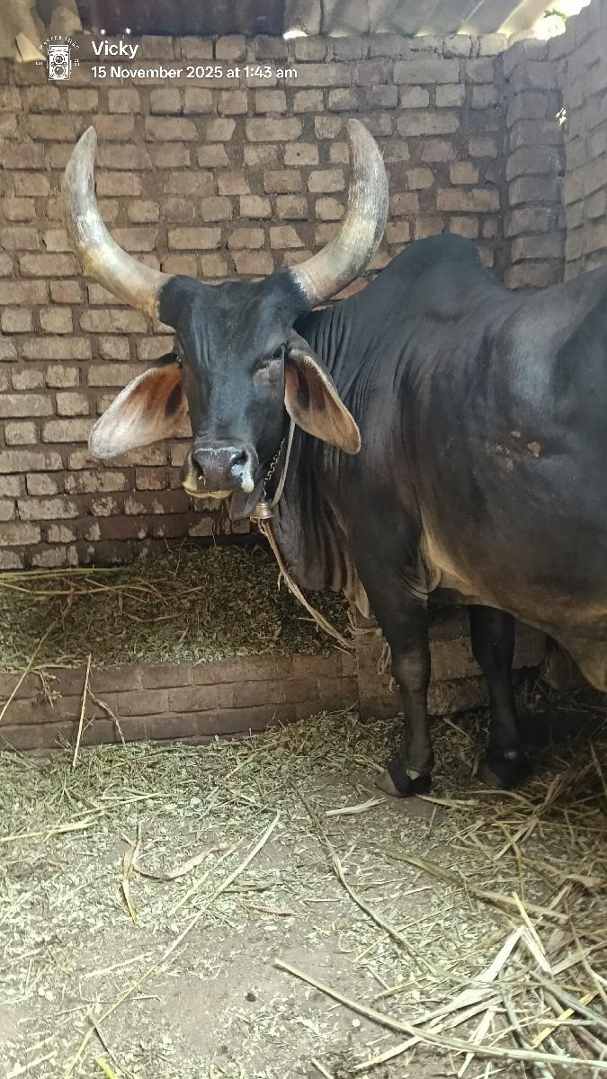 આ ગાઈ વેસવાની છે