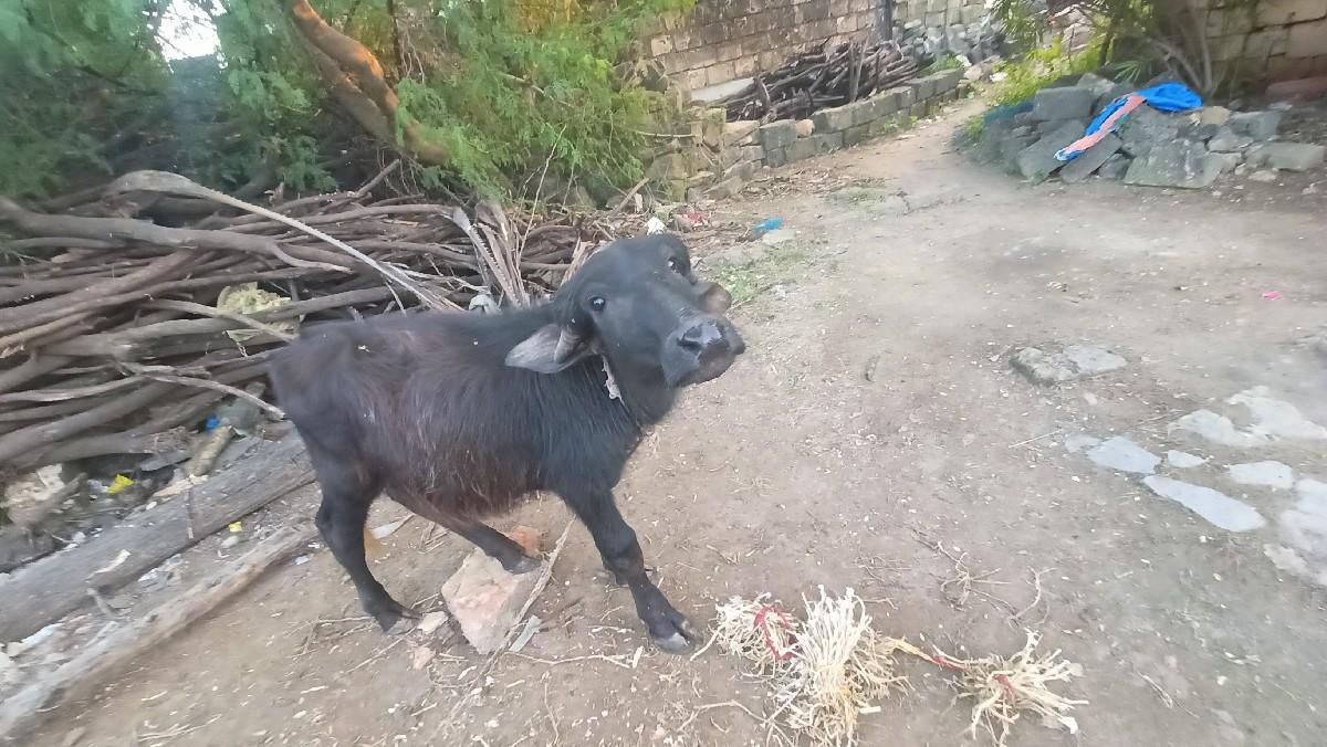 પાડો વેચવાનો છે