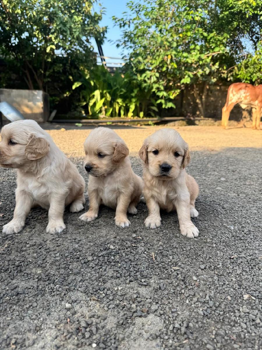 થંબનેલ 3