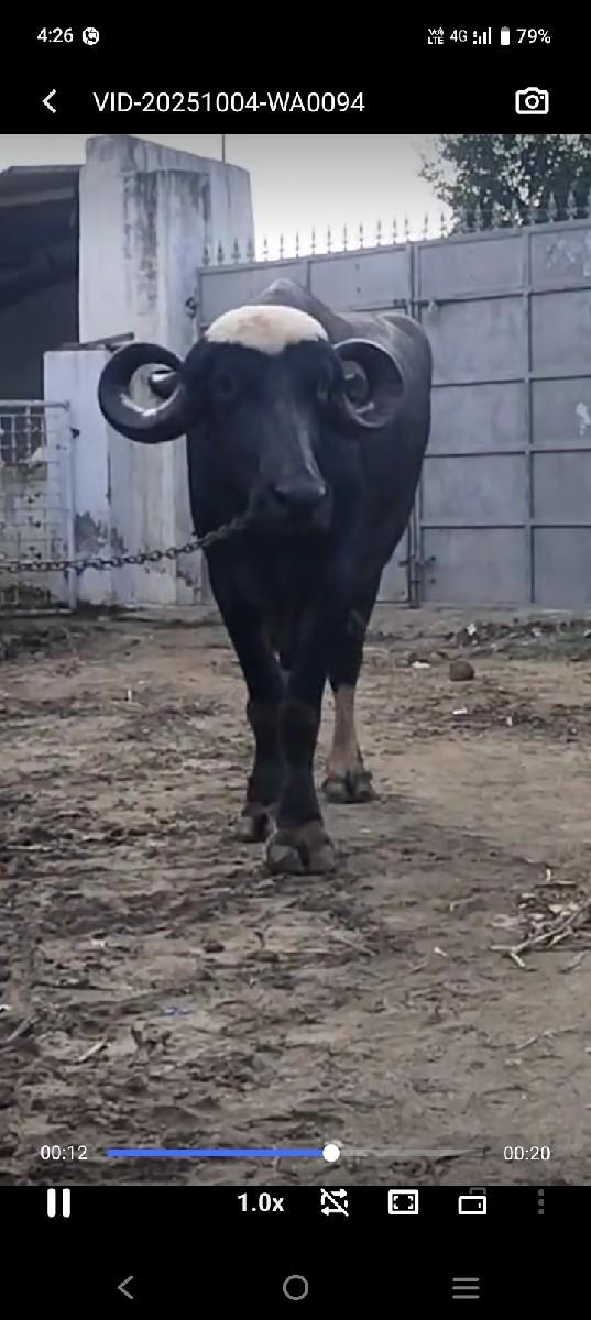 થંબનેલ 2