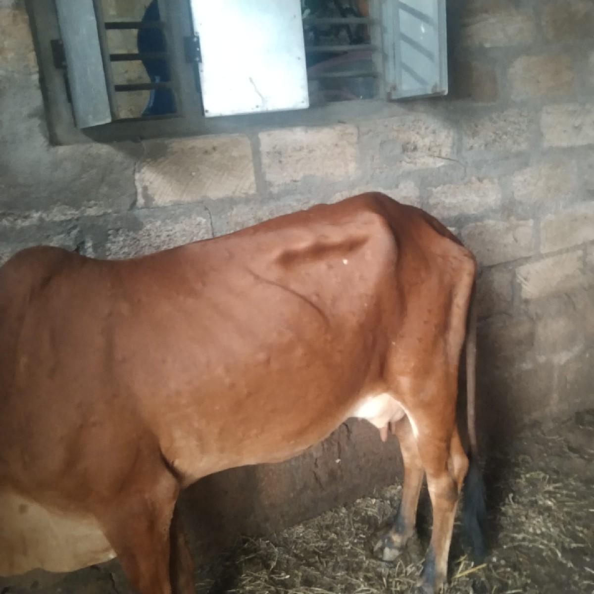 પ્રફુલભાઈ સોલંકી 9624572008