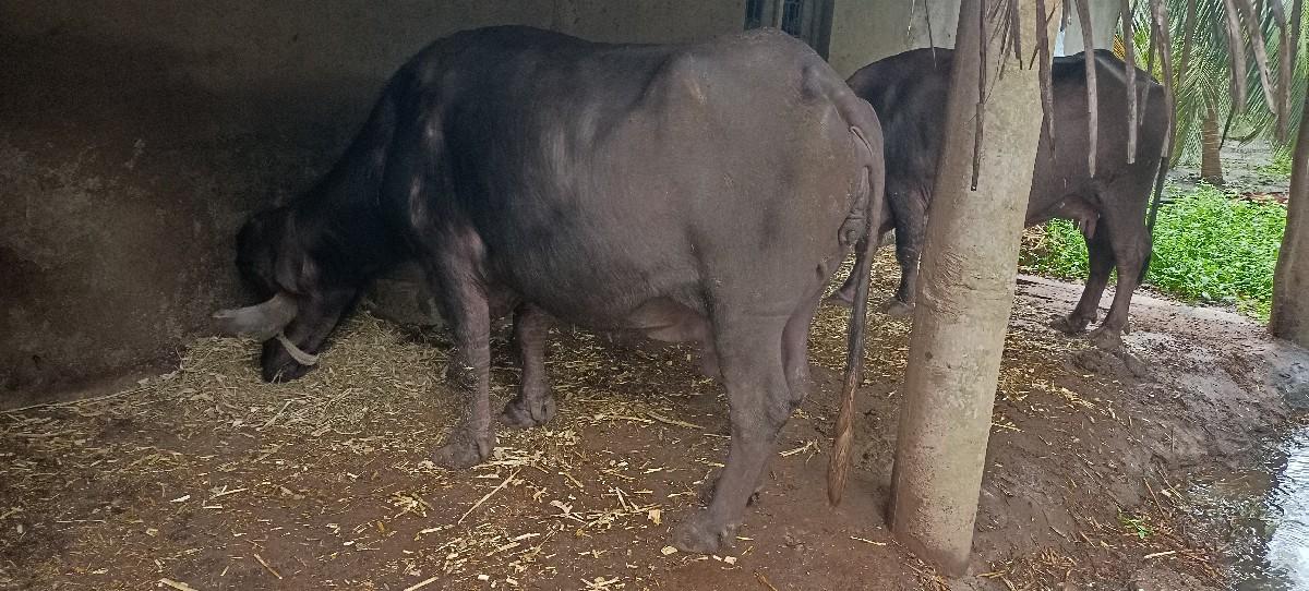 ભેંસ વેચવાની છે