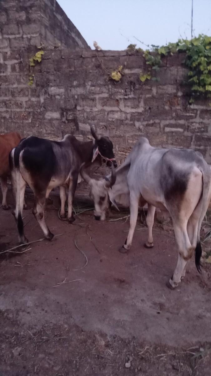 Desi vadhiyara  vesvana6