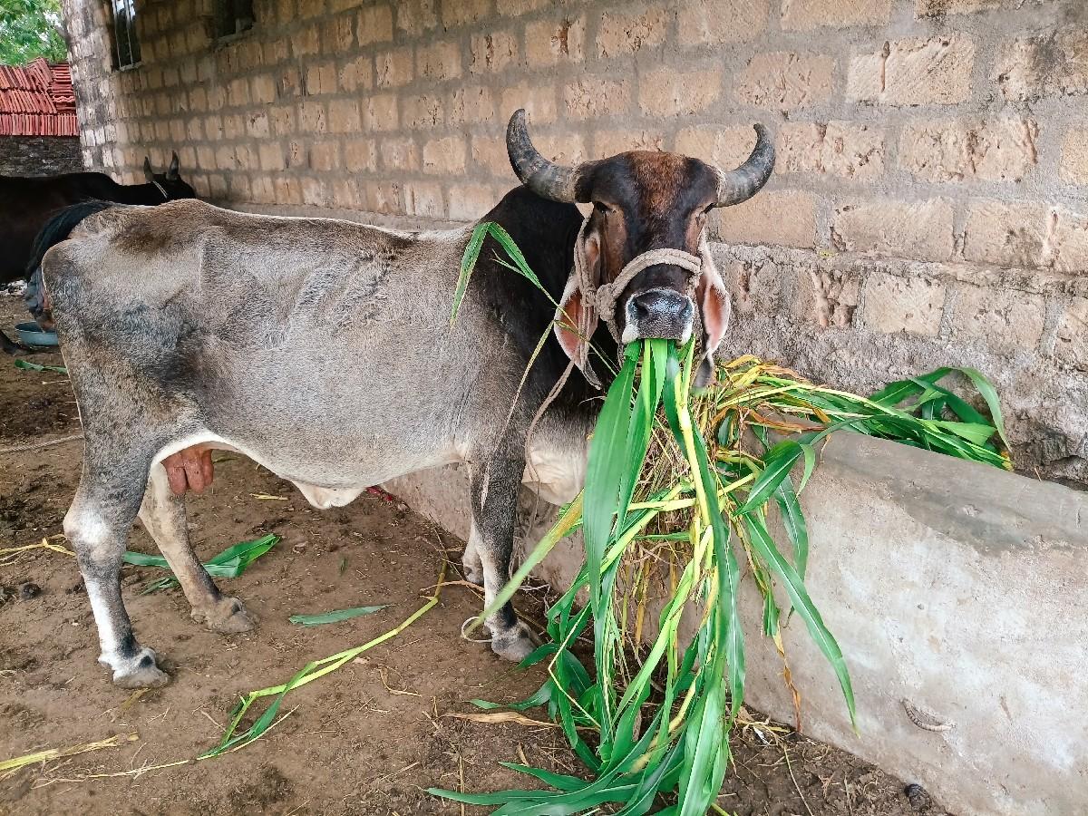 થંબનેલ 2