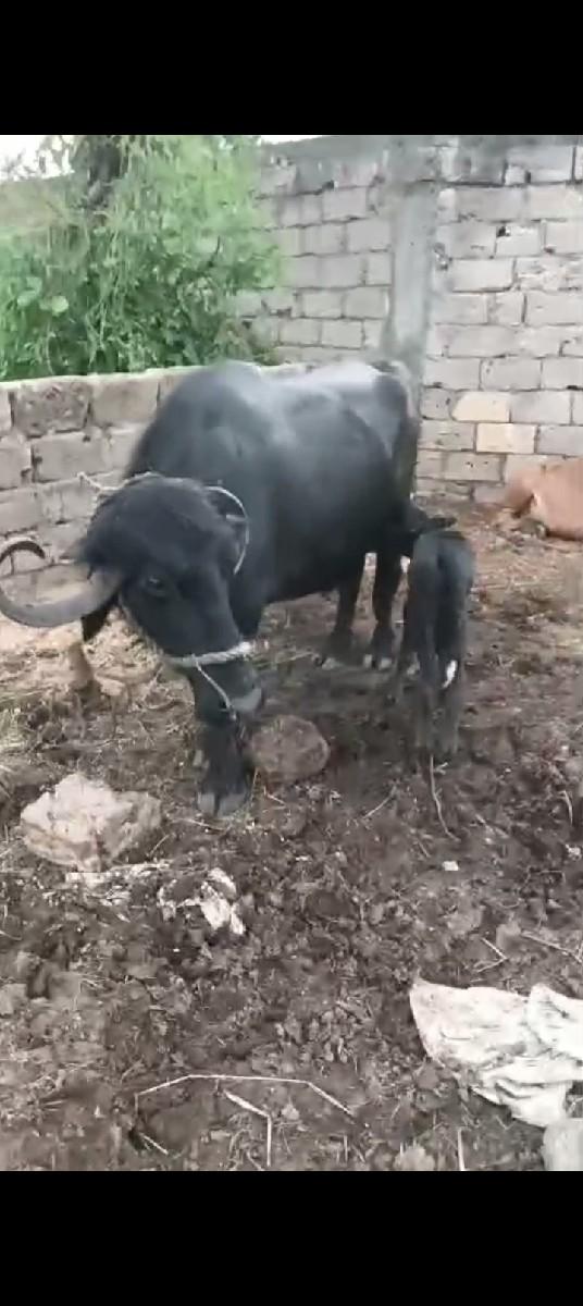 વેચવાની છે