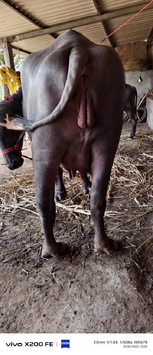 થંબનેલ 3