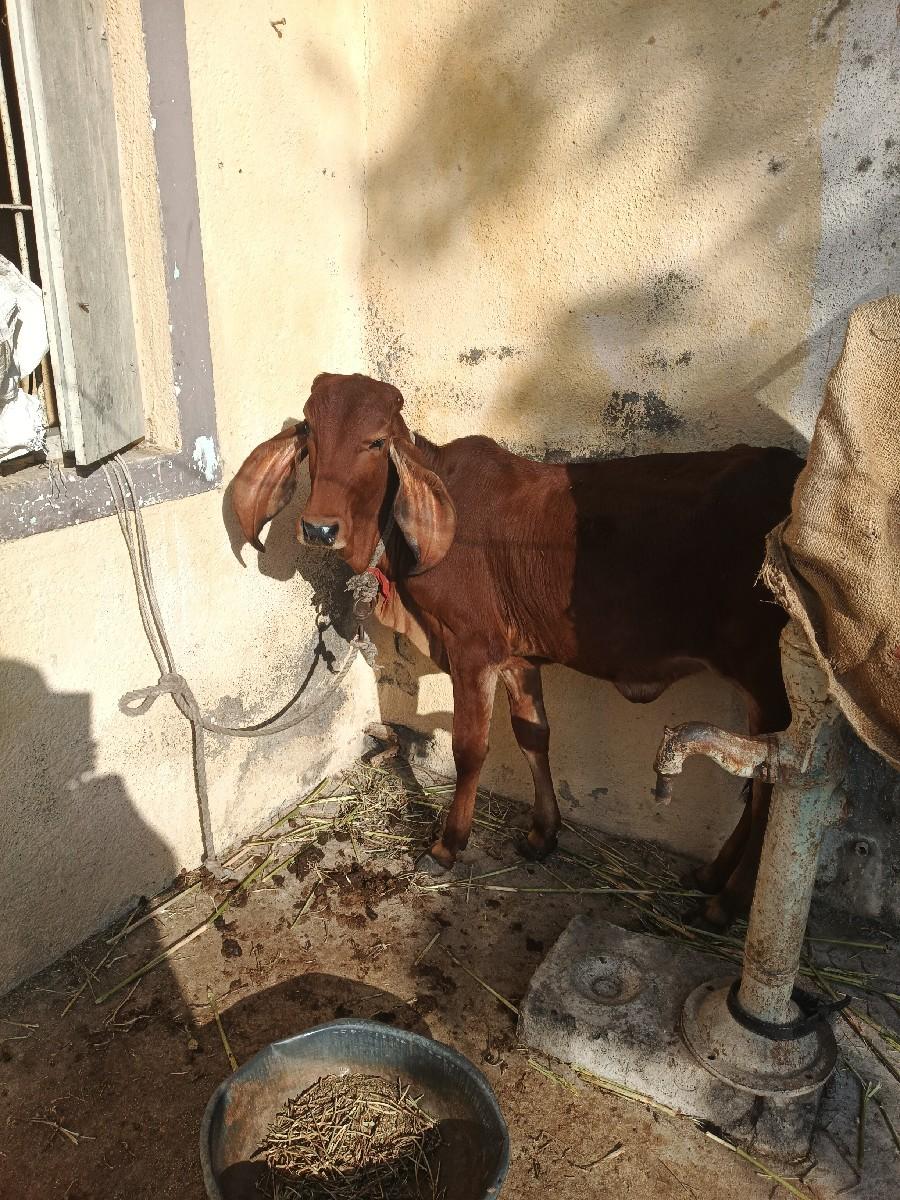 વાછડી વેચવાની છે