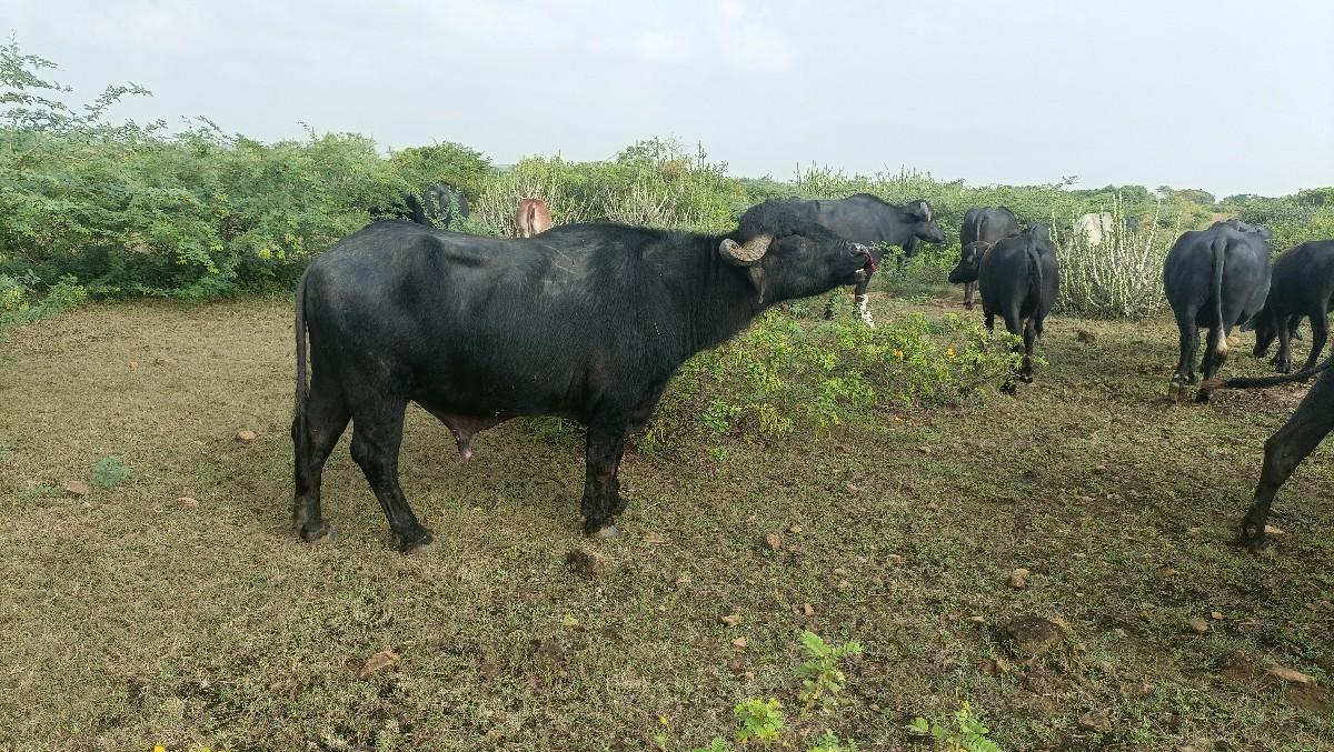 પાડો વેચવાનો છે છેલ્લો ભાવ