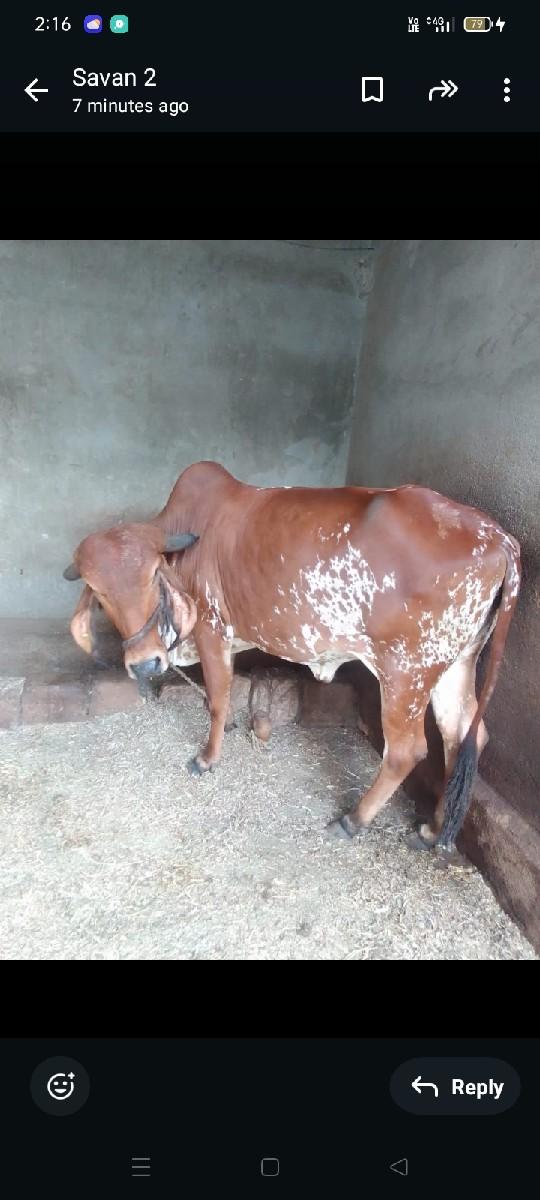 ગાય વેસવાની સે