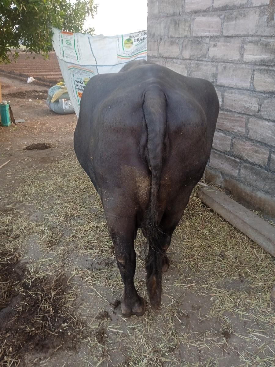 થંબનેલ 3