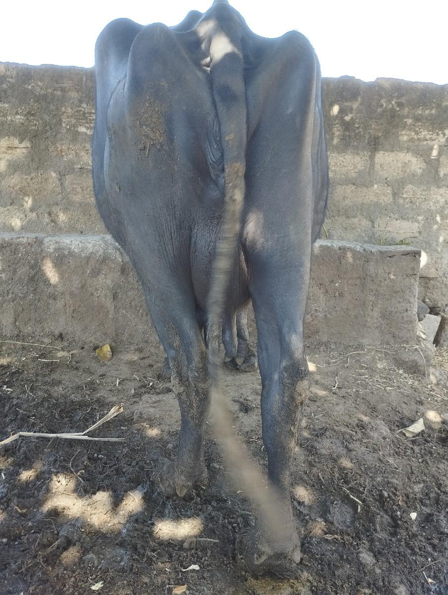 થંબનેલ 3