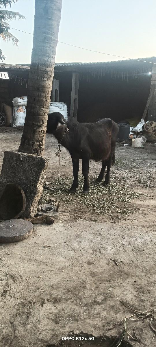 થંબનેલ 2