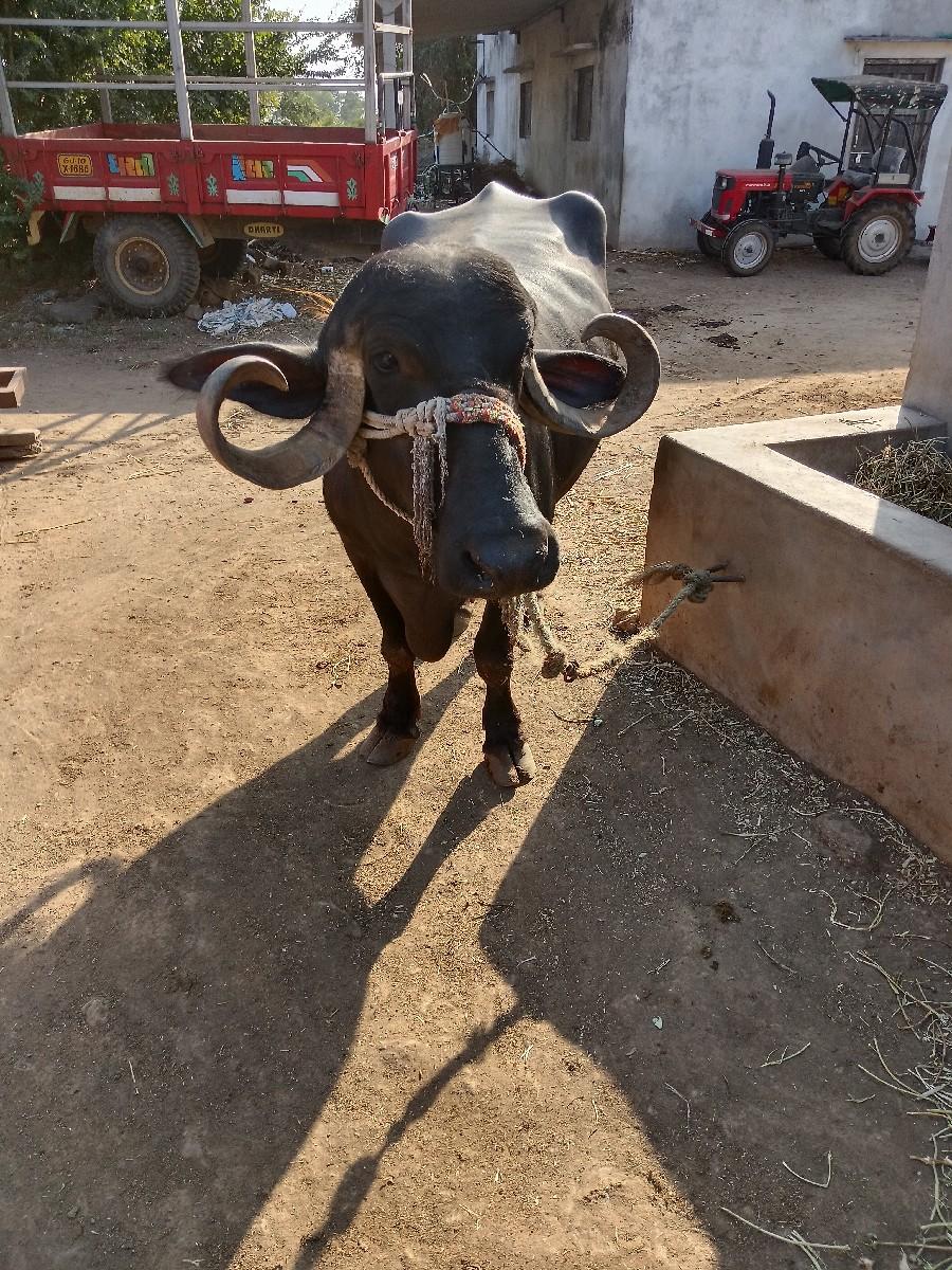 ભેસવેચવાની