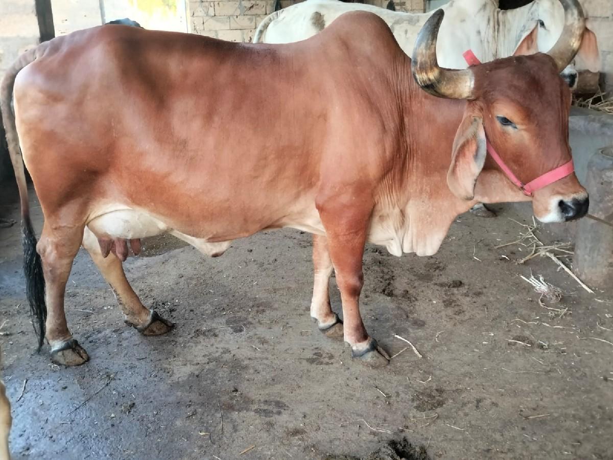 થંબનેલ 3