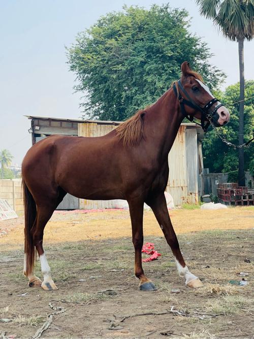 થંબનેલ 2