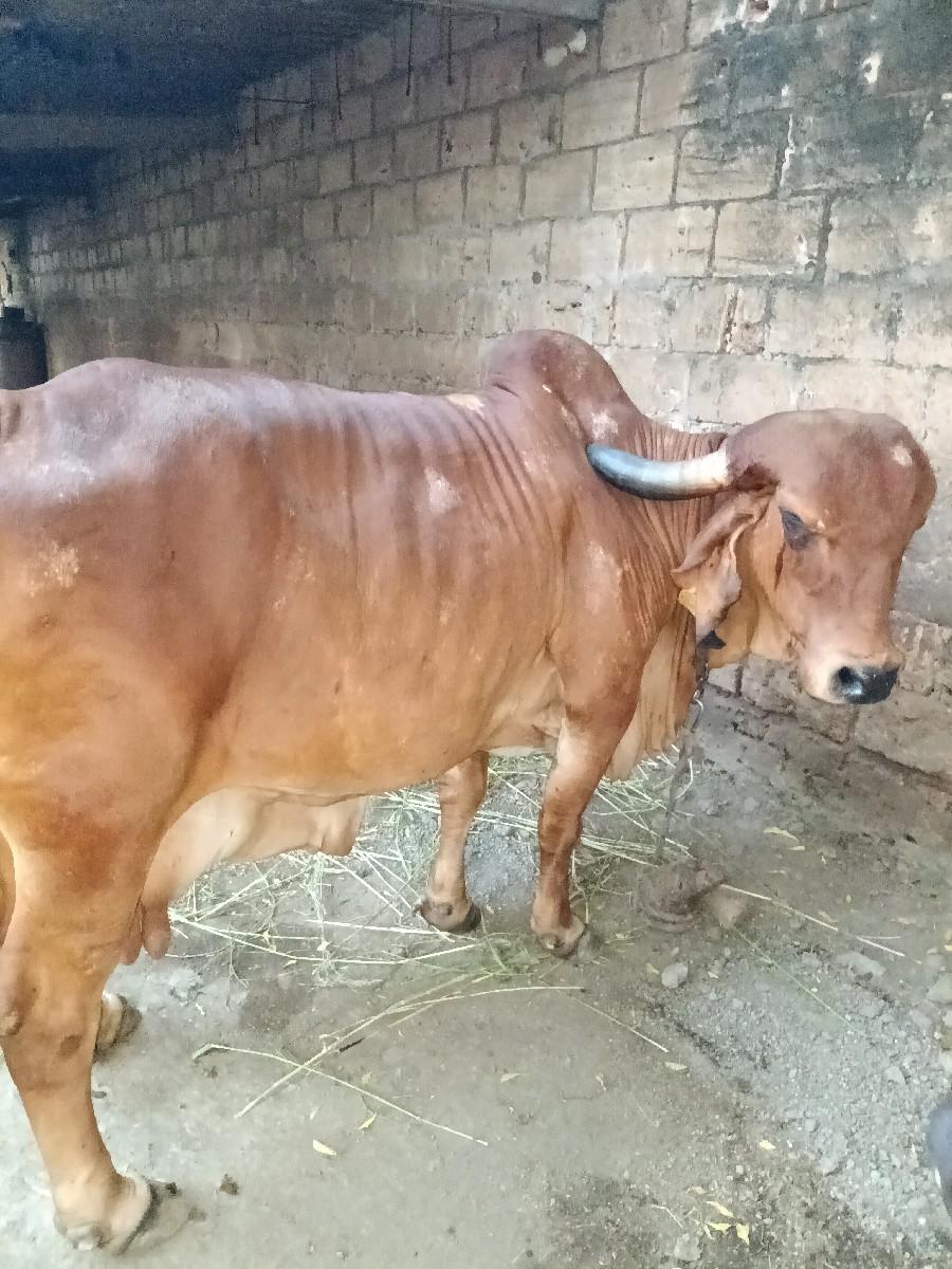 થંબનેલ 3