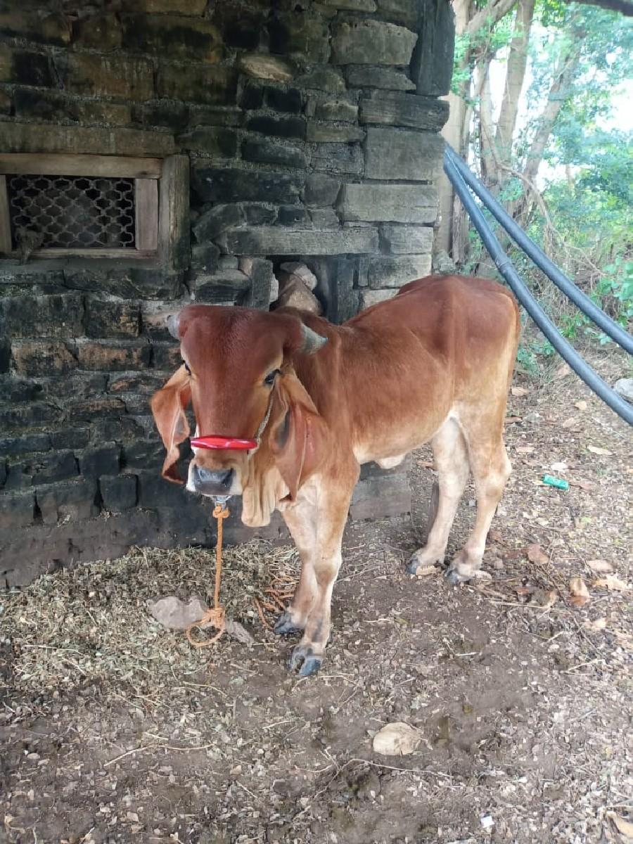 મફત આપી દેવાની છે