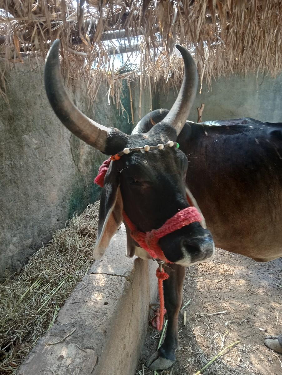 થંબનેલ 2