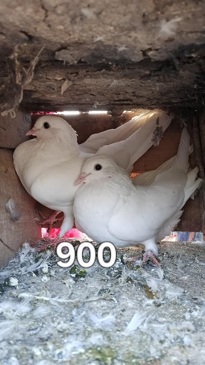 થંબનેલ 2