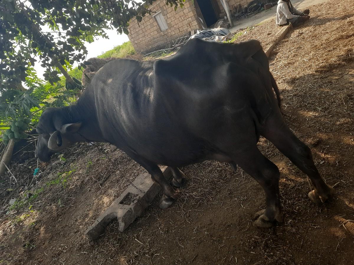 થંબનેલ 2