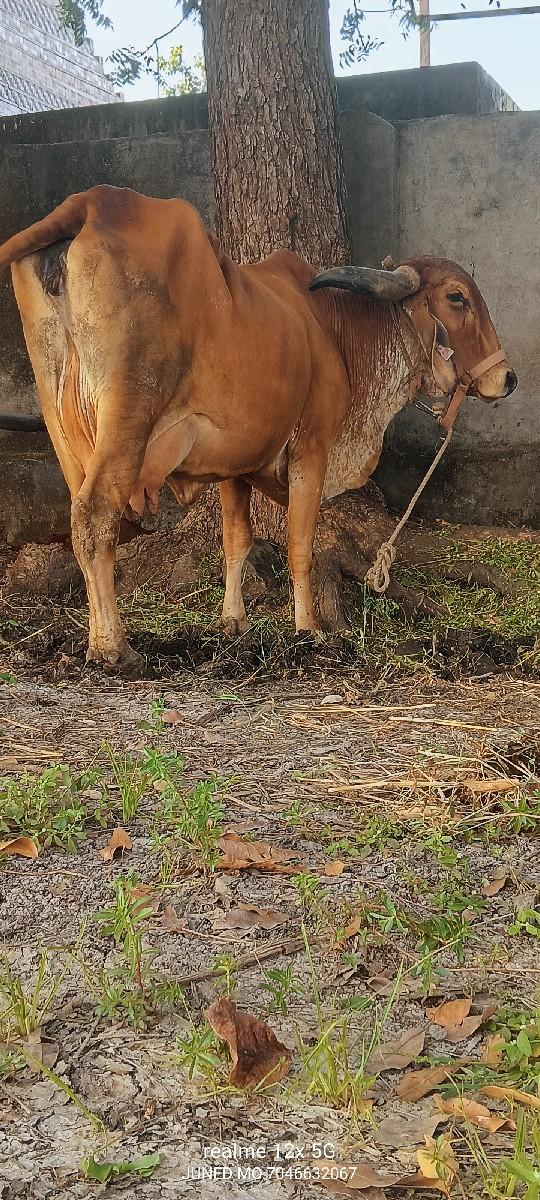 થંબનેલ 6