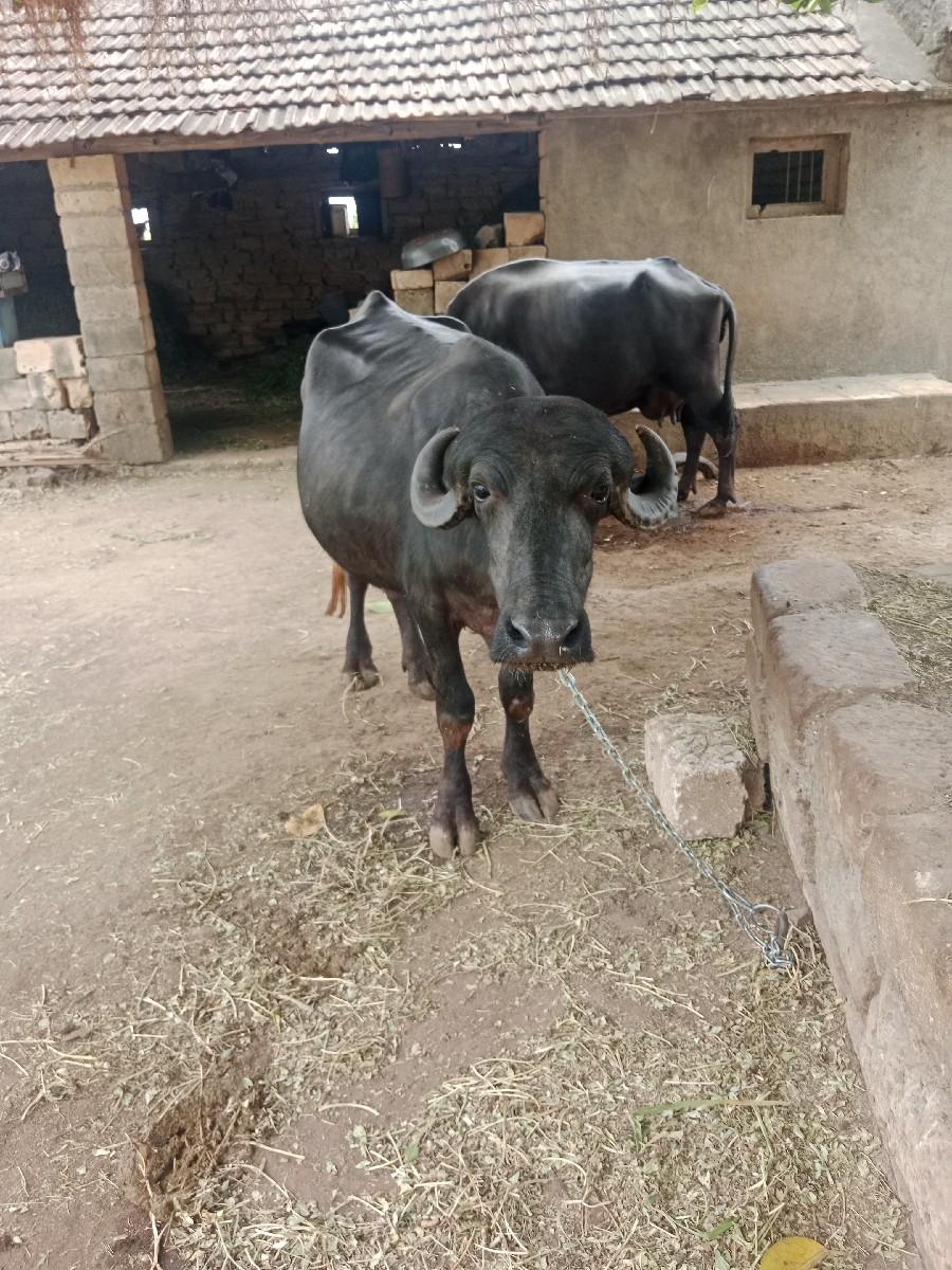 થંબનેલ 2