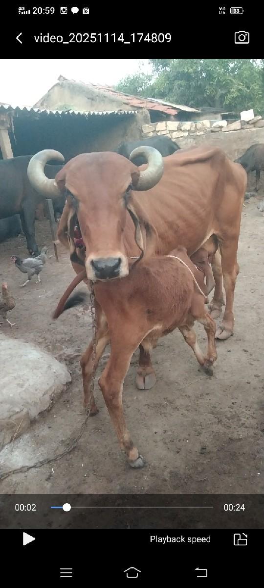 દેસી ગિર ગાય ફુલ જવાબદારી