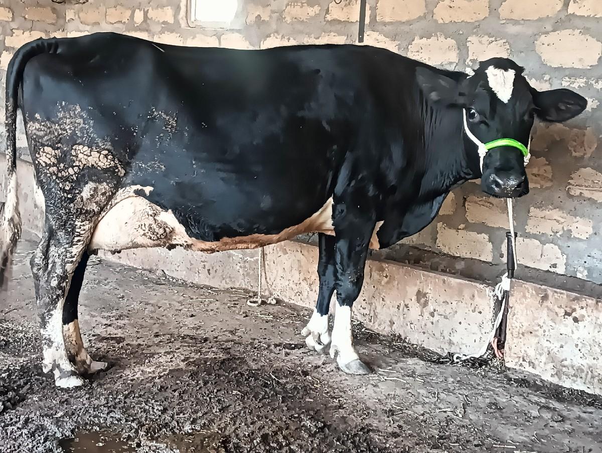 ગાય વેચવાની છે