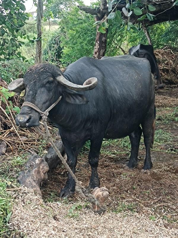 ભેંશ વેચવાની છે