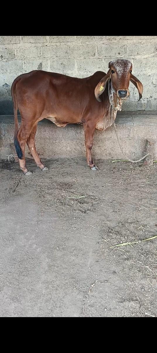 થંબનેલ 3