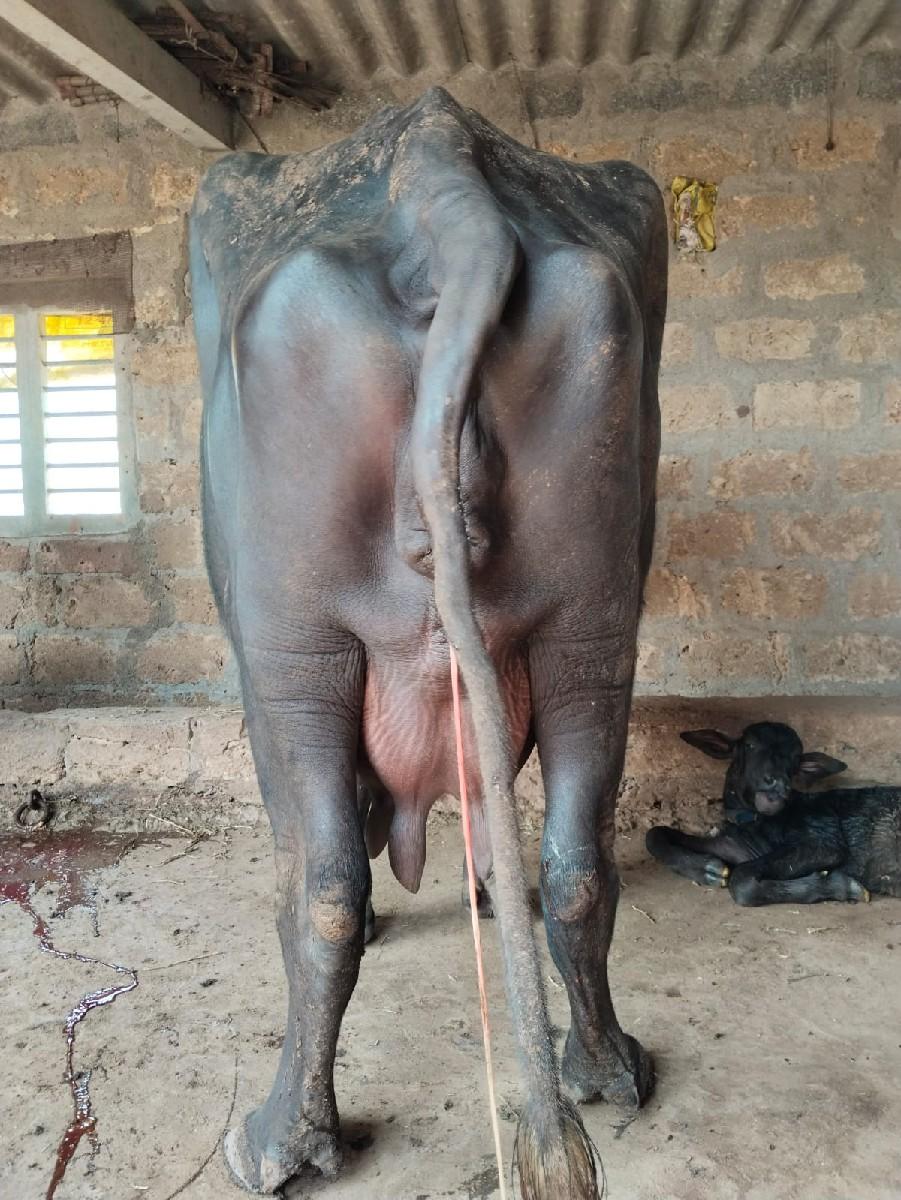 થંબનેલ 3