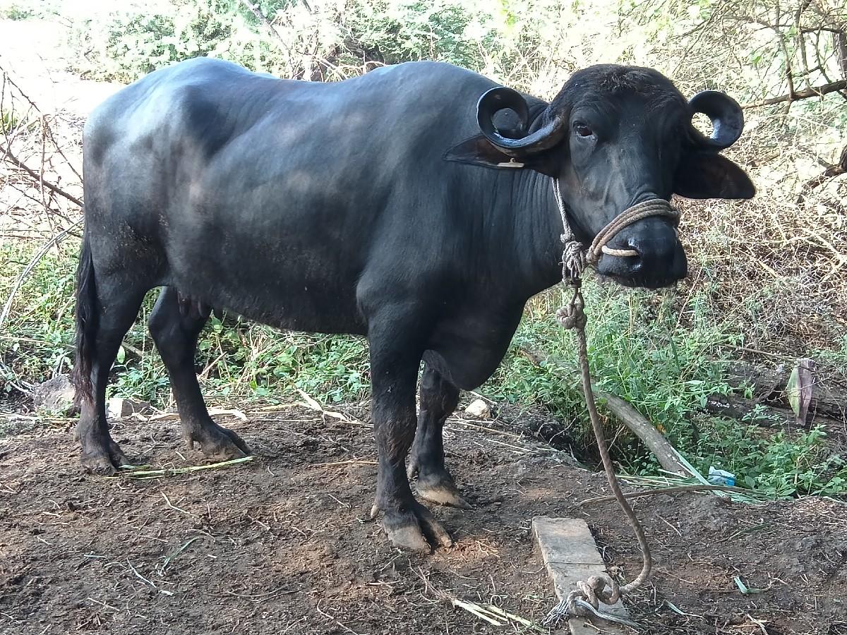 થંબનેલ 2