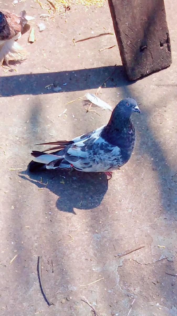 થંબનેલ 3