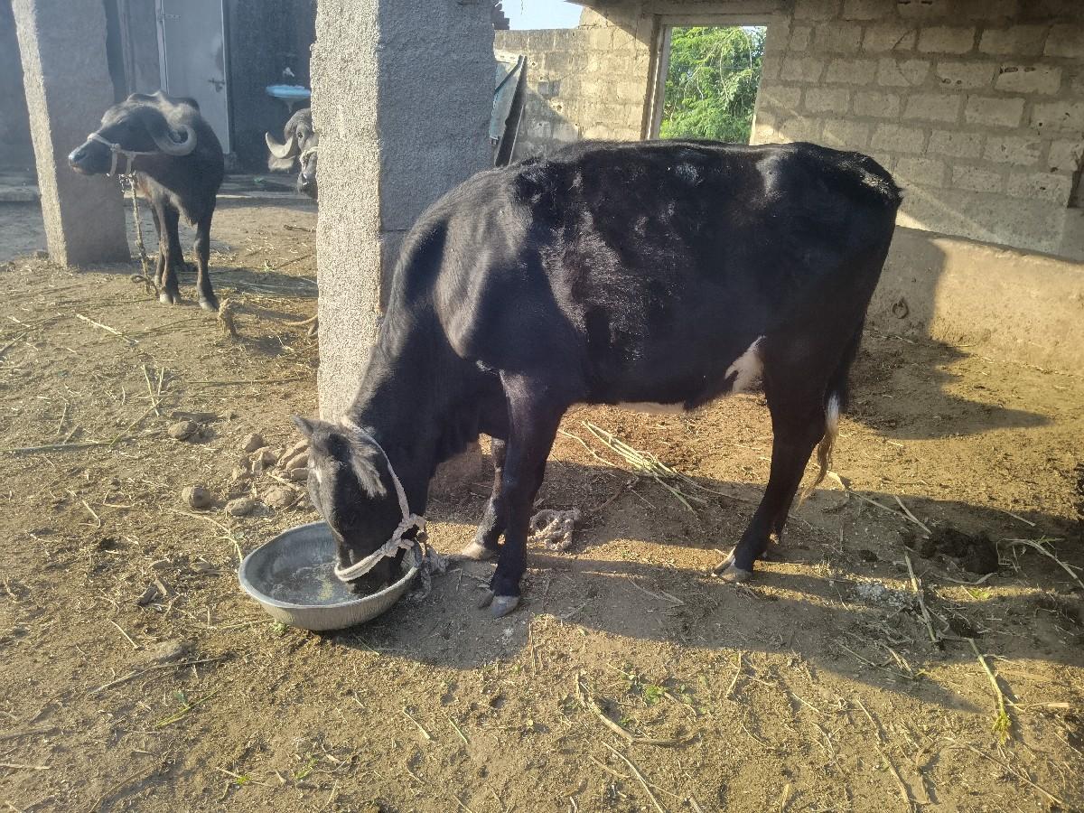 થંબનેલ 3