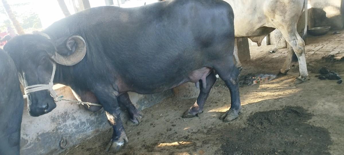 થંબનેલ 3