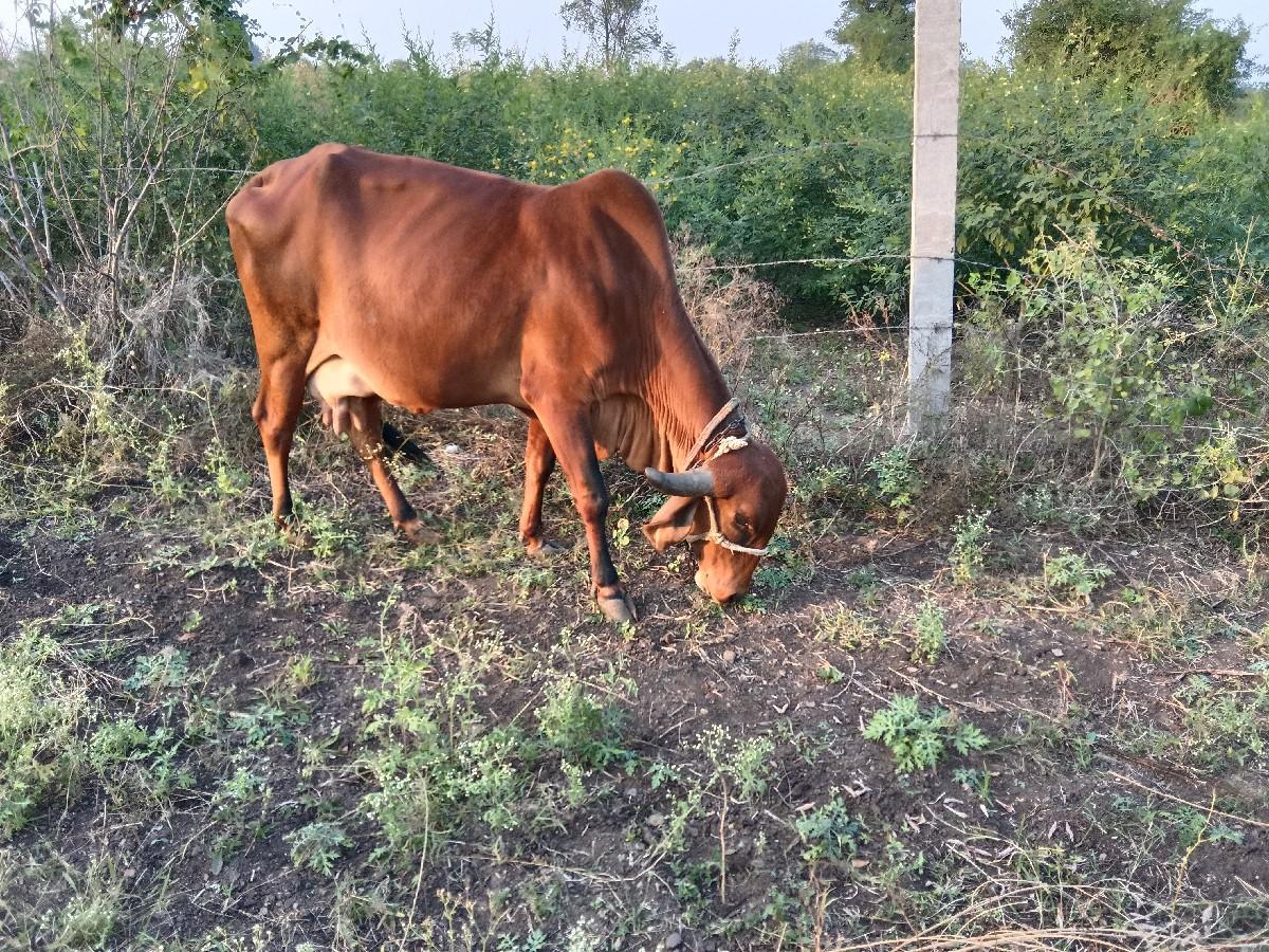 થંબનેલ 2