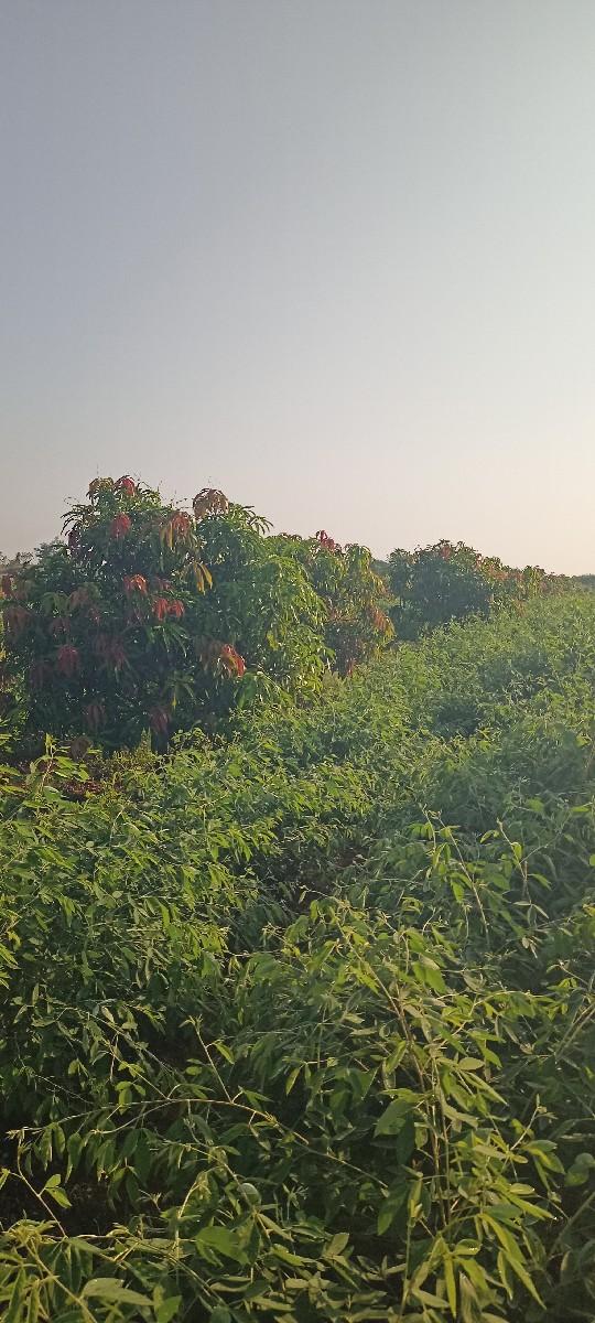 થંબનેલ 3