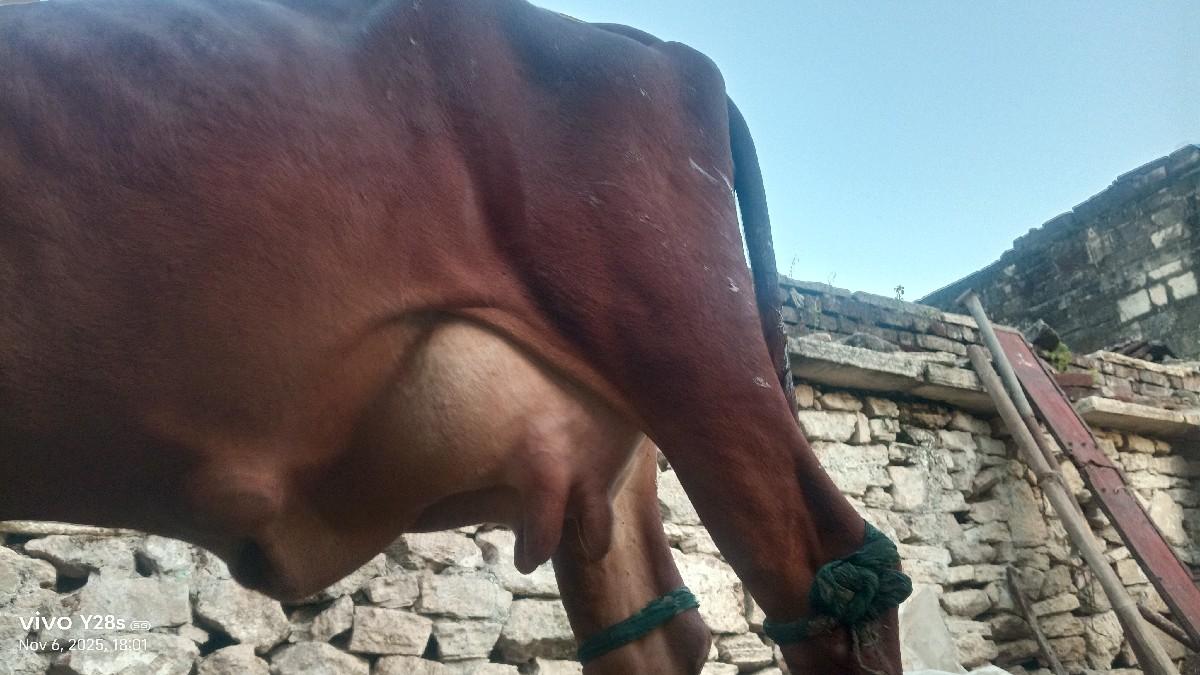 થંબનેલ 2