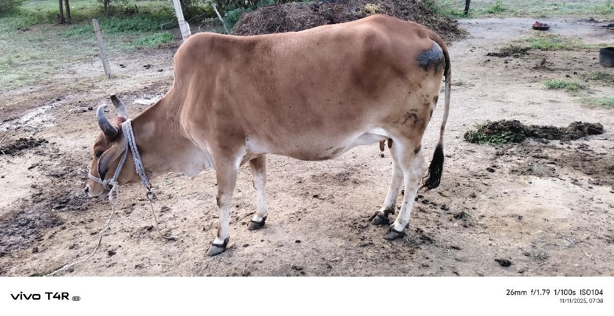 થંબનેલ 2