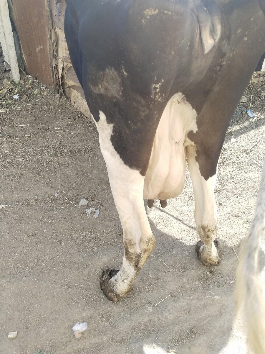 ત્રીજું વેતર