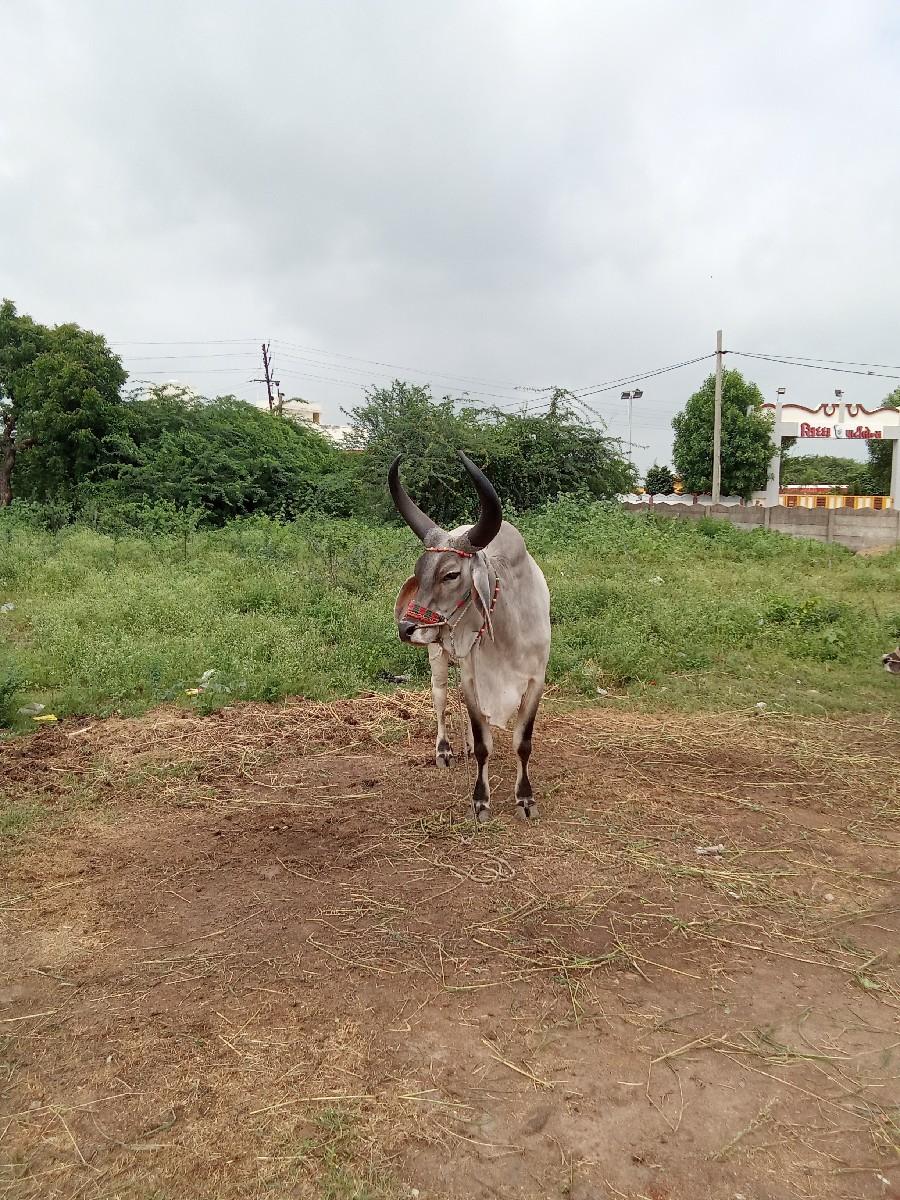 થંબનેલ 3