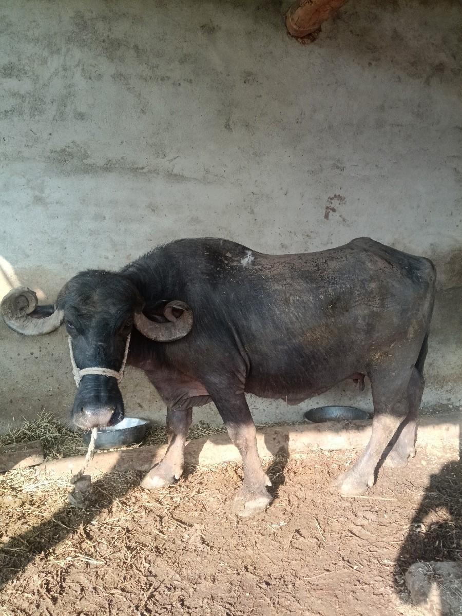 બીજું વેતર