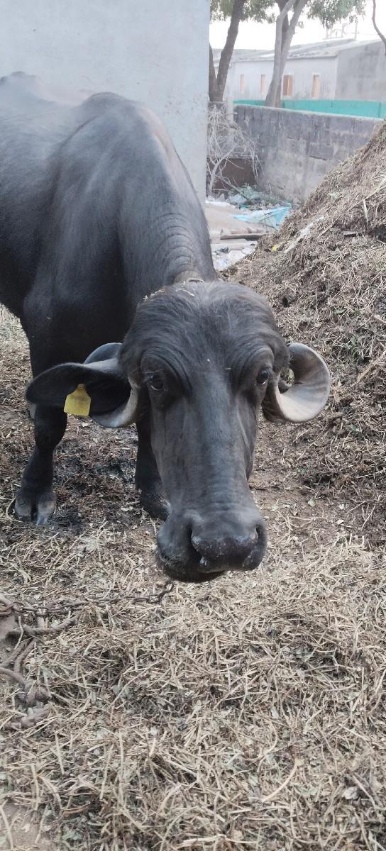 थंबनेल 2