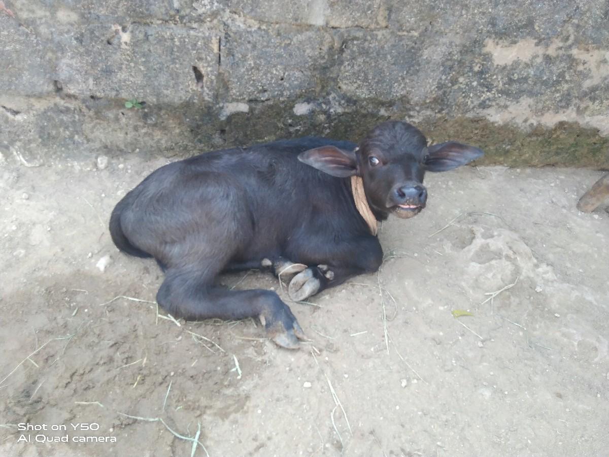 પાડી વેસવાની સે