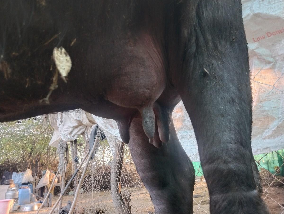 ભેંસ વેચવાની છે