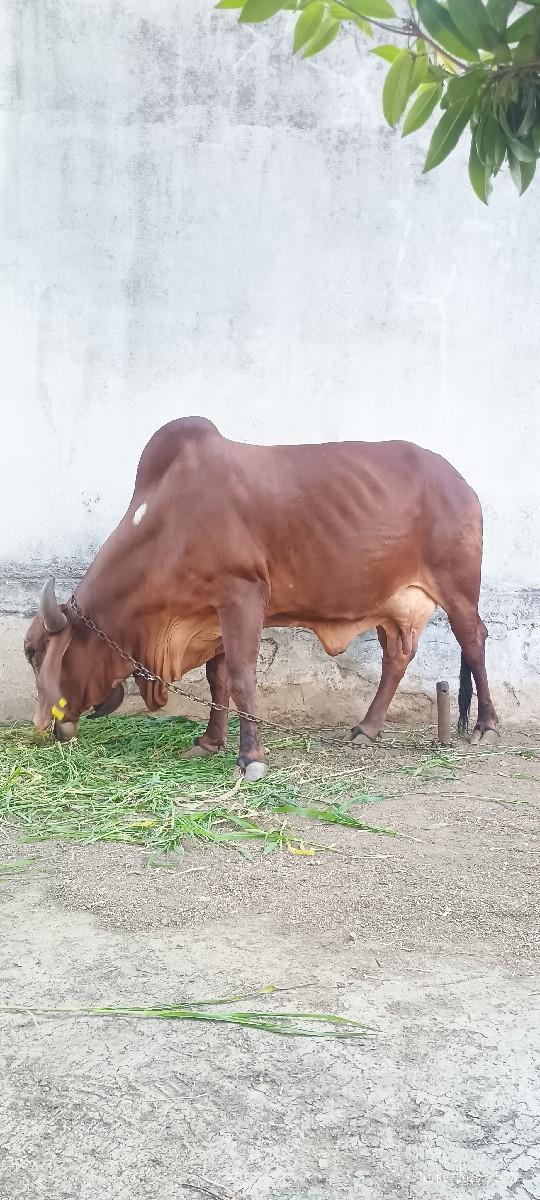 થંબનેલ 2