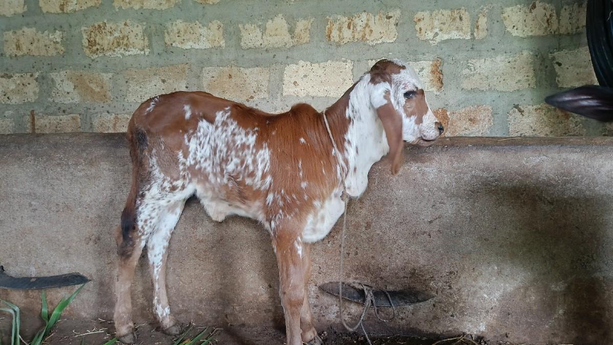 ગાય વેચવાની છે