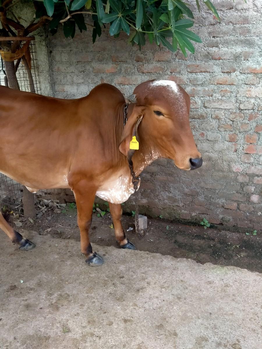 ગાયવેસવાનીછે