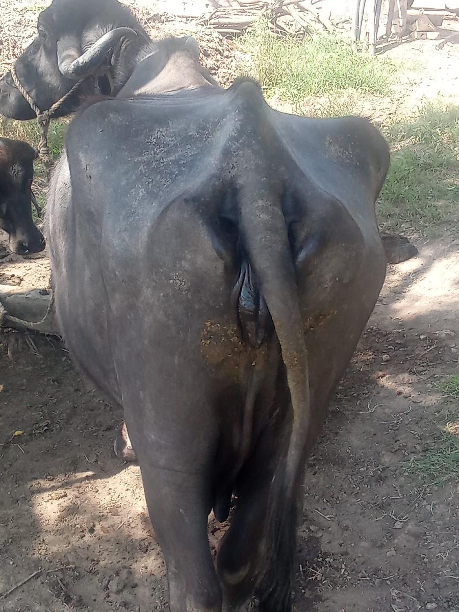 ભેસ વેચવાની છે